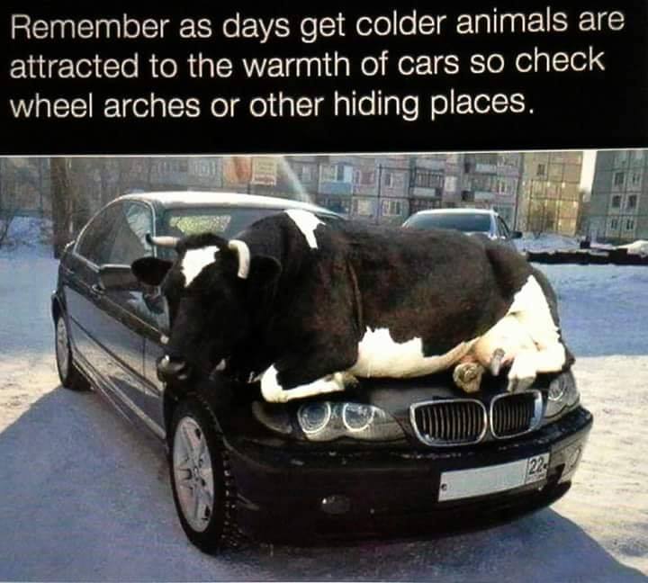 cow.jpg