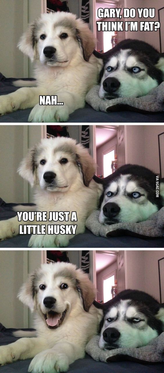 husky.jpg