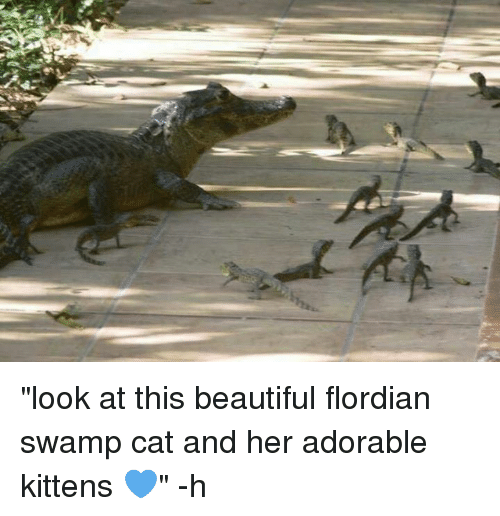 look-at-this-beautiful-flordian-swamp-cat-and-her-adorable-3932530.png