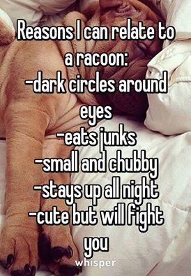 raccoon.jpg